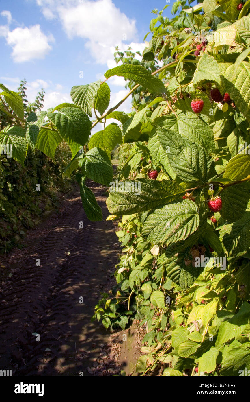 Les framboises poussent sur une ferme dans le Whatcom County, Ohio Banque D'Images