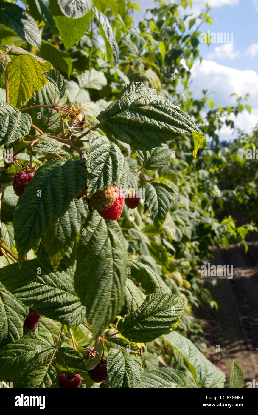 Les framboises poussent sur une ferme dans le comté de Whatcom Washington Banque D'Images