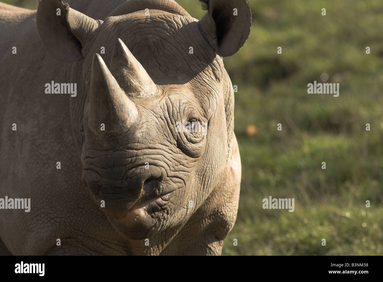 Rhinocéros noir Diceros bicornis Banque D'Images