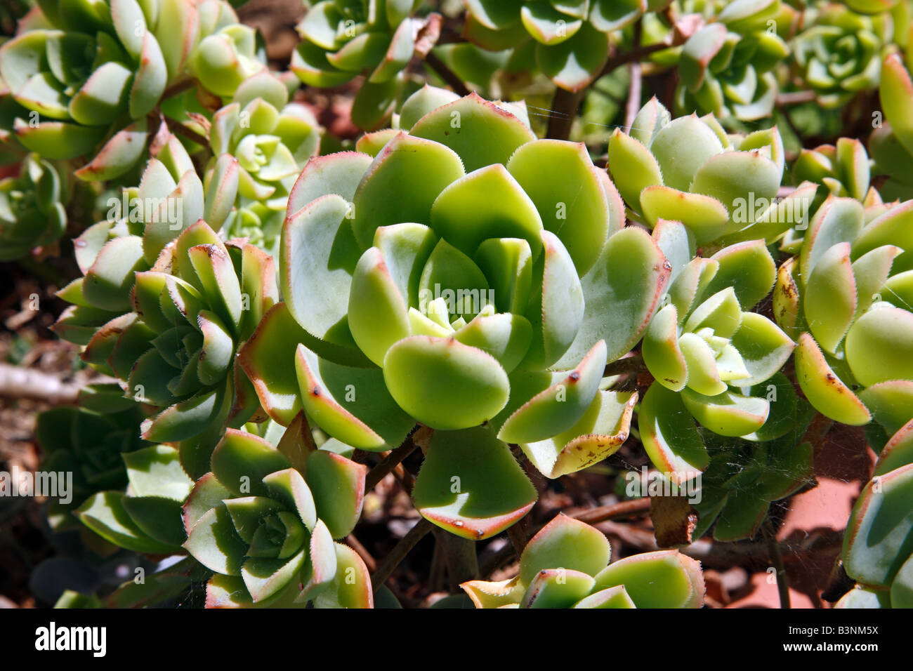 Natur, Pflanzen, Dickblattgewaechse Hauswurze, Crassulaceae, Sempervivum, Banque D'Images