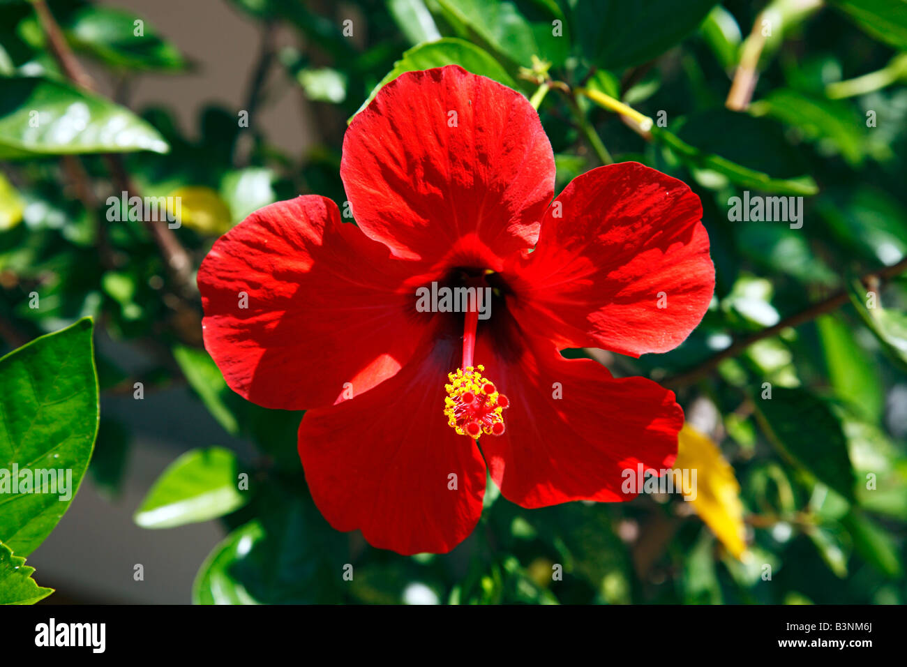 Natur, Pflanzen, Hibiskus, Eibisch, rote Bluete Hibiskusbluete Chinesischer Roseneibisch,,, Hibiscus rosa-sinensis Banque D'Images