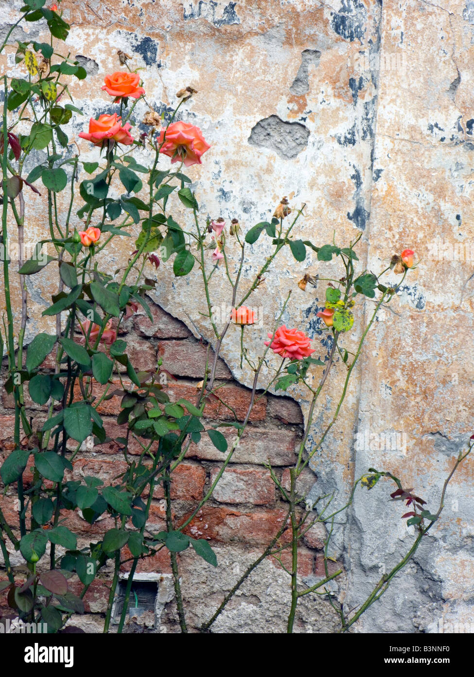 Roses d'été et Vieux Mur Banque D'Images