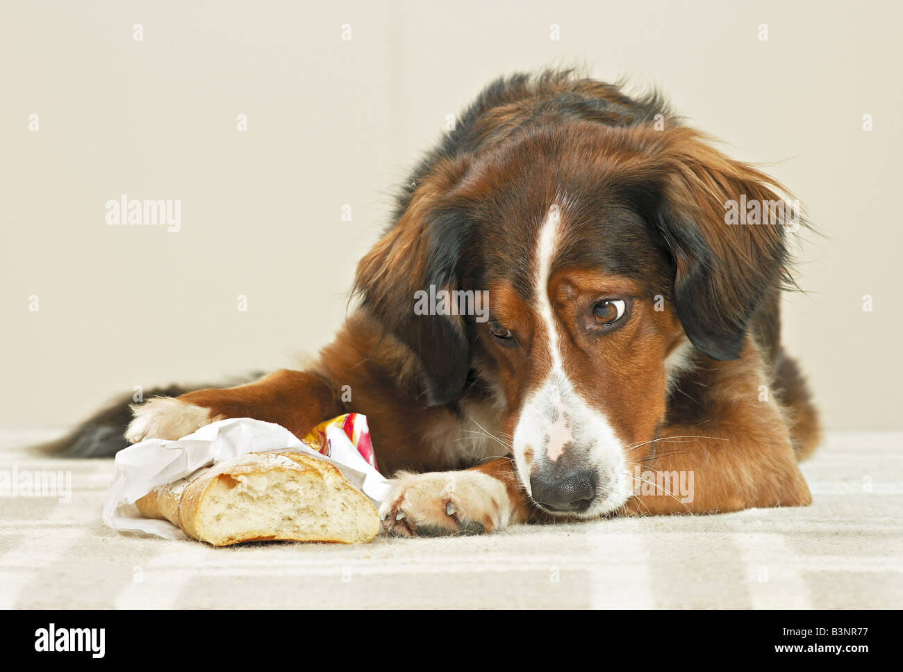 Mauvaise habitude : half breed dog / baguette Banque D'Images