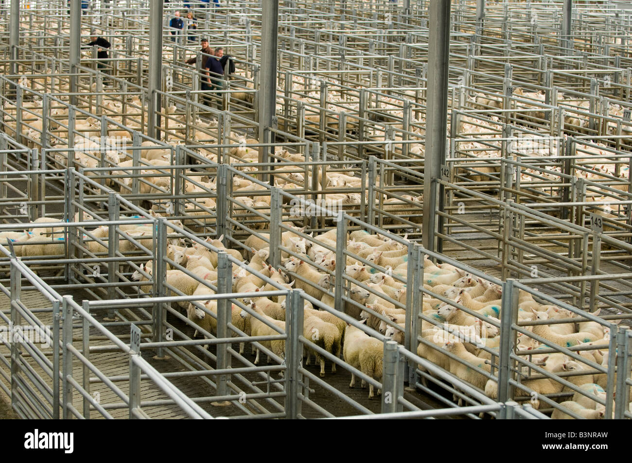 Vente de printemps Cheviot agneaux à Dingwall Mart, Ecosse Banque D'Images