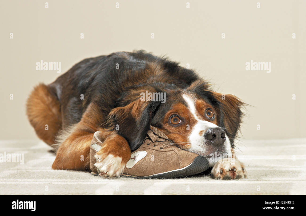 Chien de race mixte par un vol de chaussure. Allemagne Banque D'Images