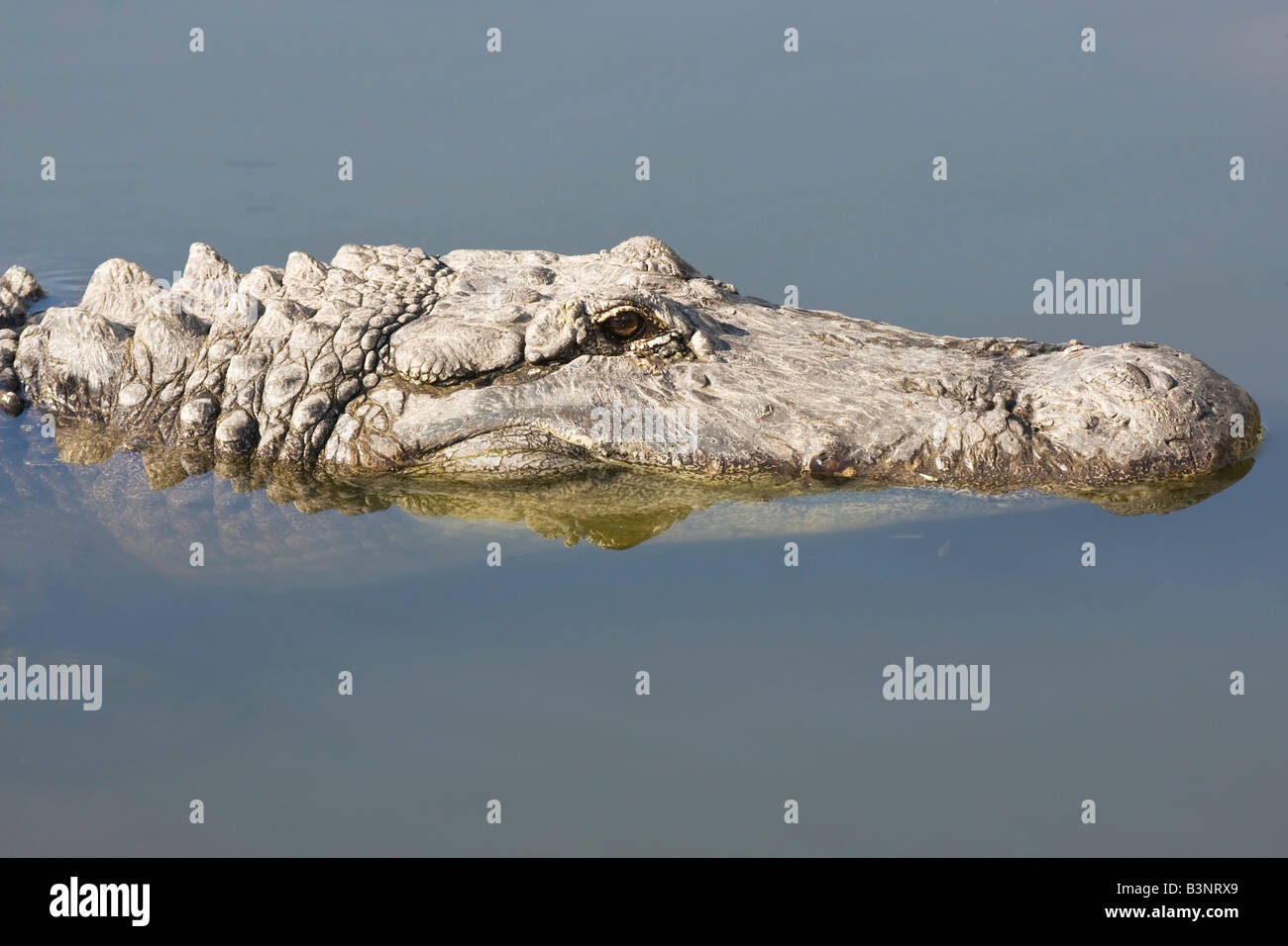 Un coup de tête d'un adulte Alligator Banque D'Images