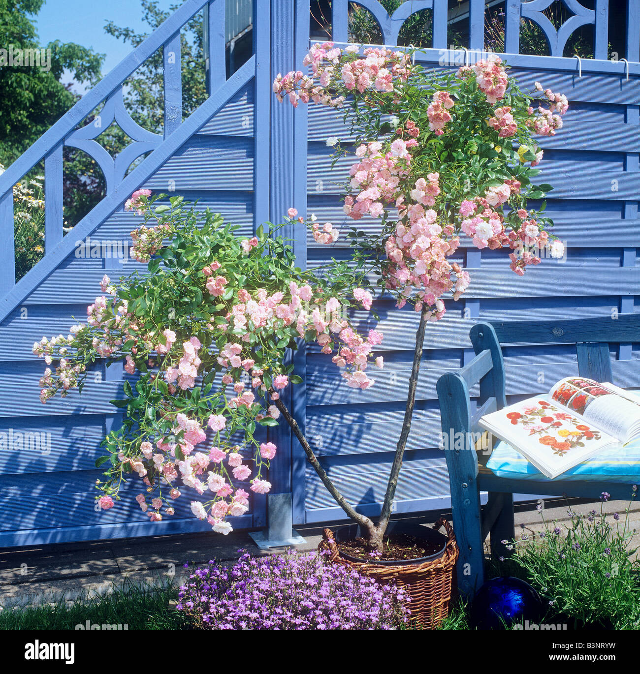 Rosier arbustif en face de mur en bois bleu Banque D'Images