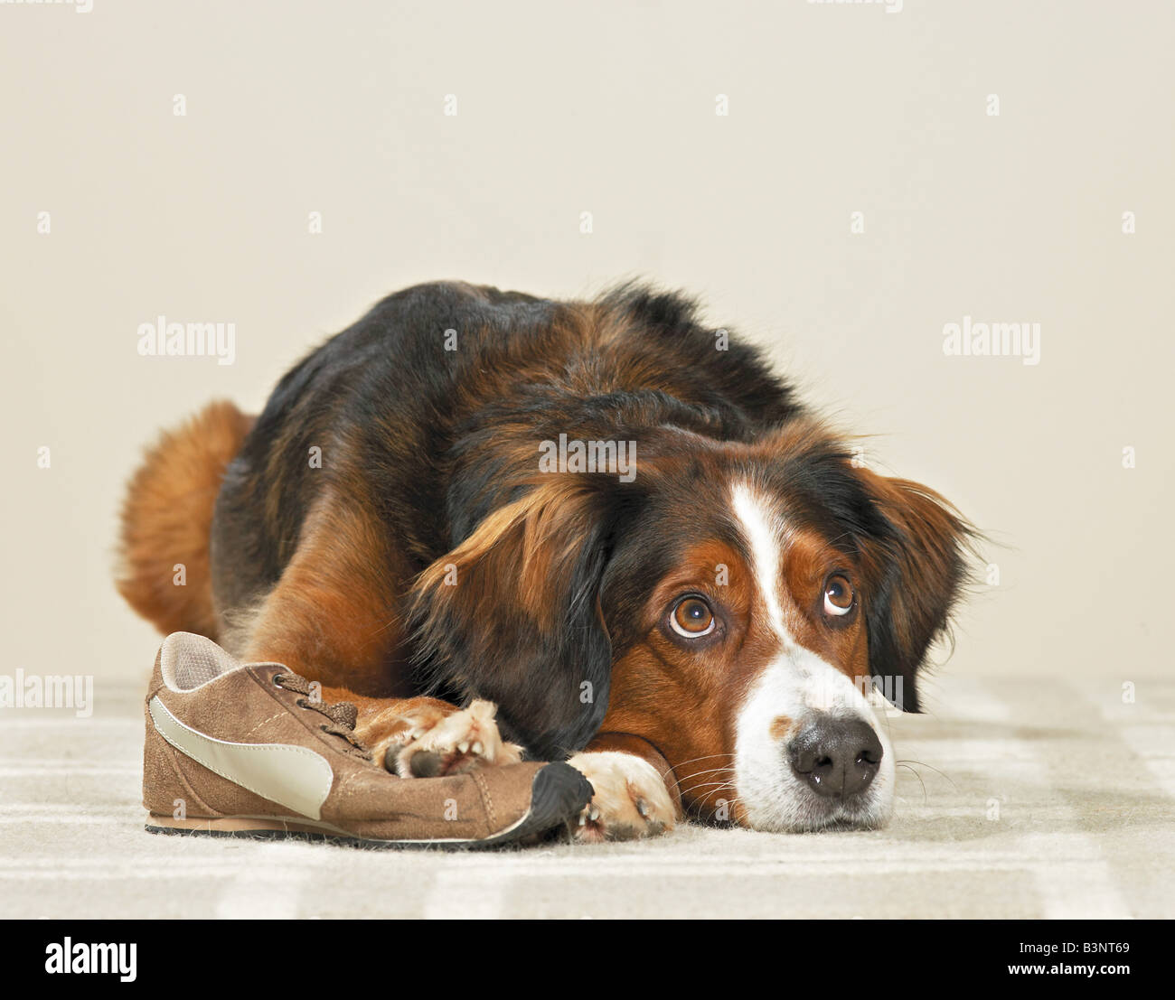 Chien de race mixte par un vol de chaussure. Allemagne Banque D'Images