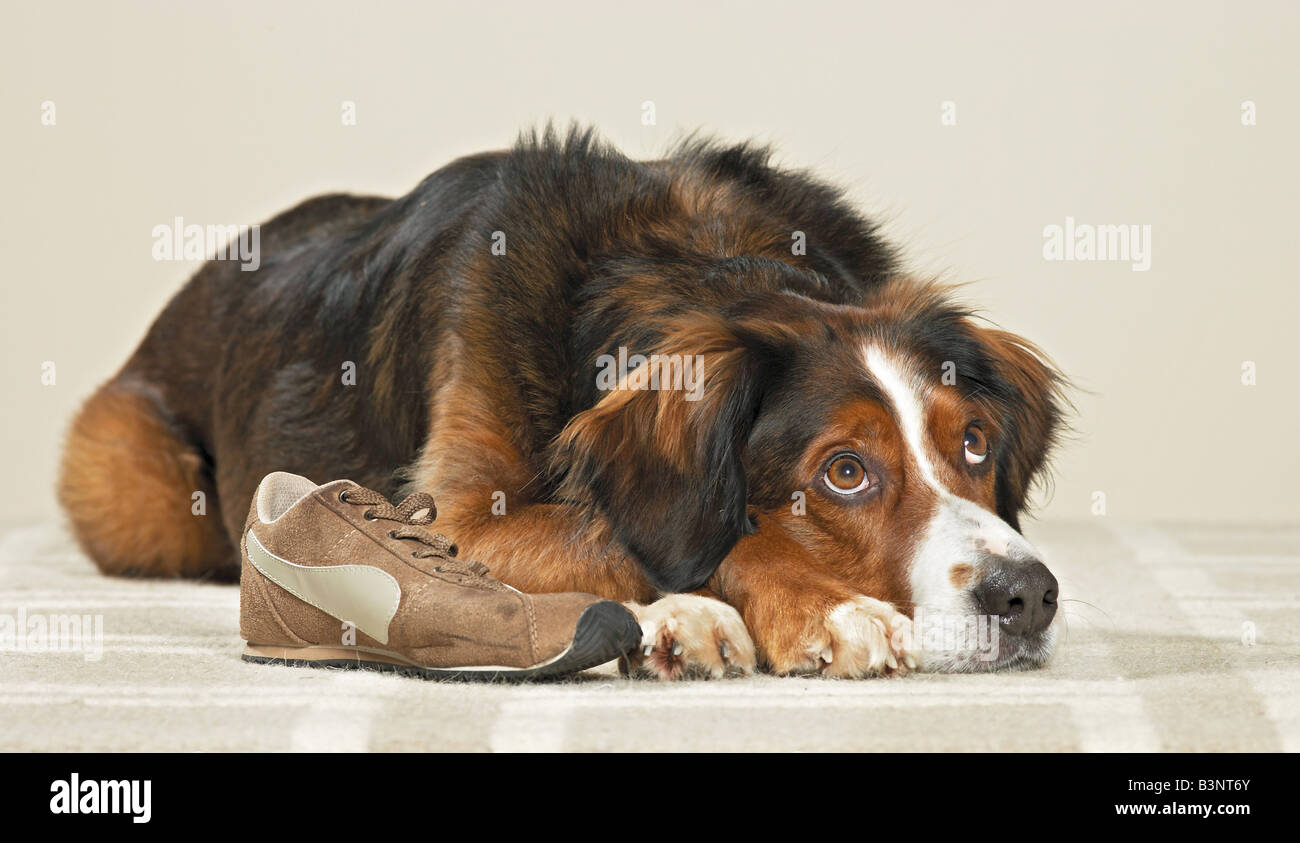 Chien de race mixte par un vol de chaussure. Allemagne Banque D'Images