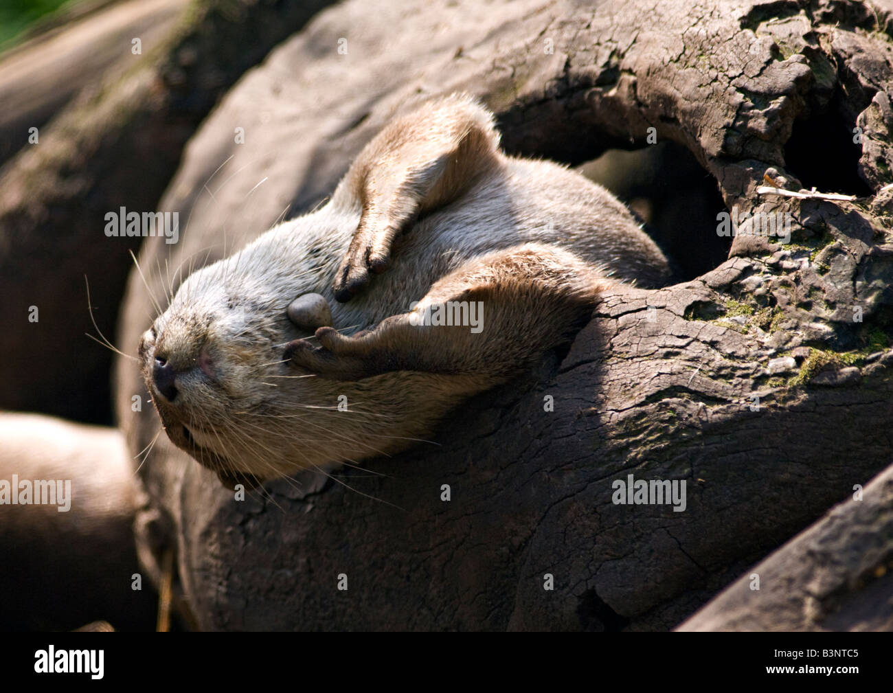 Petite asiatique griffé Otter (aonyx cinerea) jouer avec caillou, UK Banque D'Images