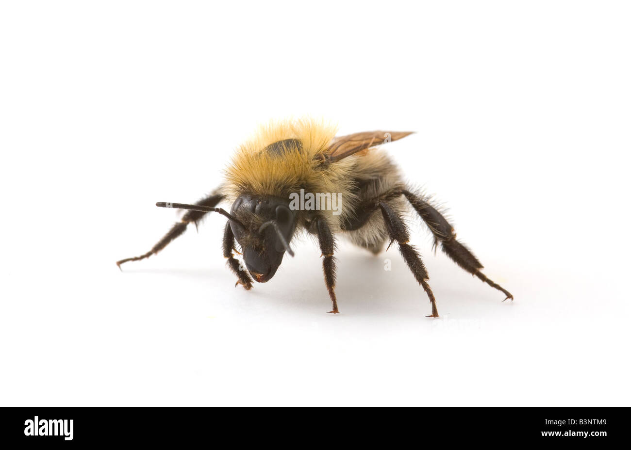 Portrait d'une abeille, Apis mellifera. Banque D'Images