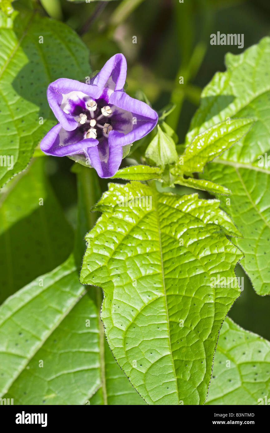 La fleur bleue d'un Shoo Fly Nicandra physaloides usine Septembre 2008 Banque D'Images