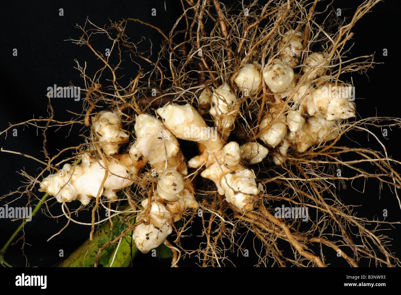 Le topinambour Helianthus tuberosus fraîchement extraits avec les jeunes racines tubercules blancs Banque D'Images