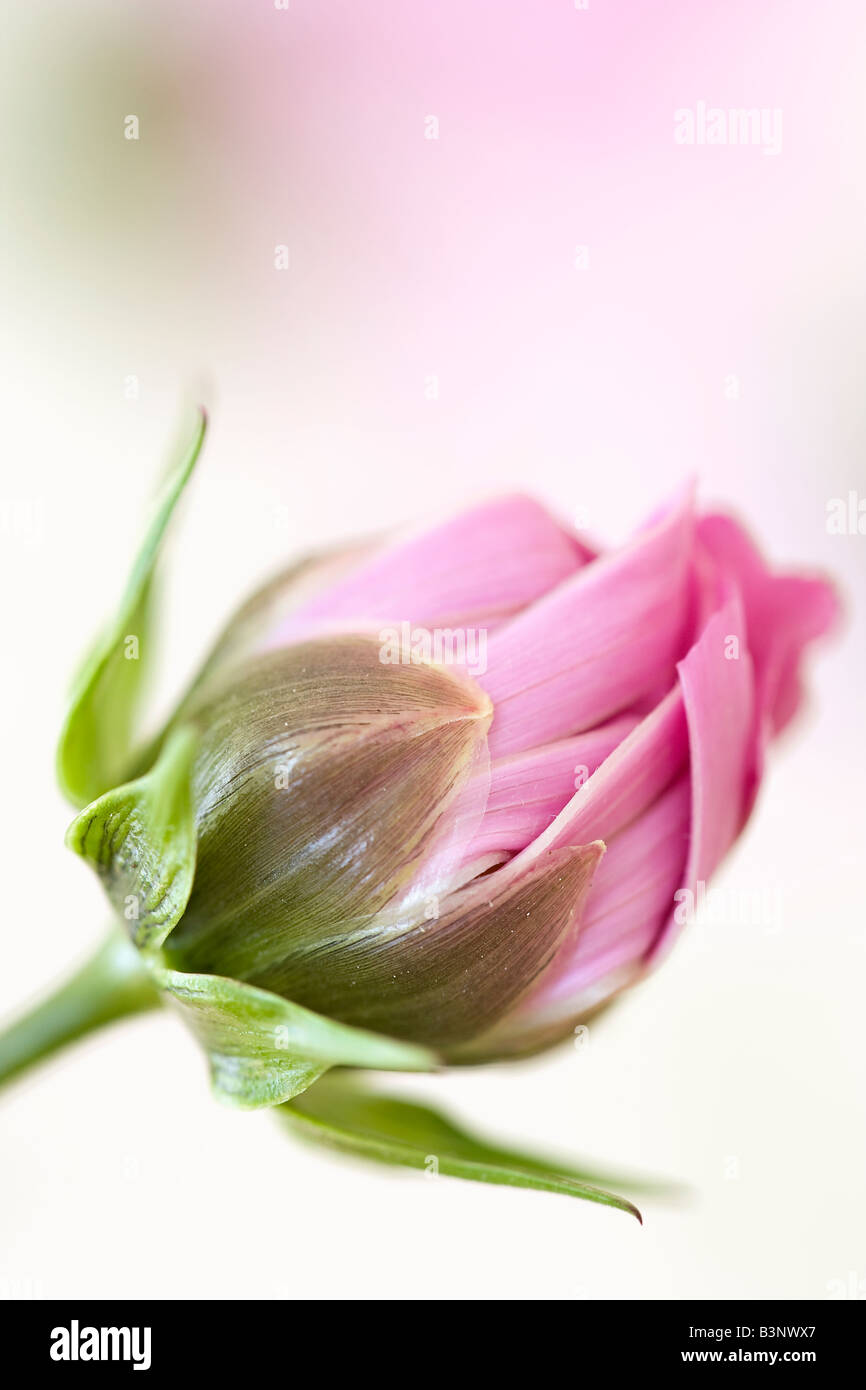 Portrait des fleurs roses Cosmos bipinnatus 'sonata' fleurit au début de l'automne Banque D'Images