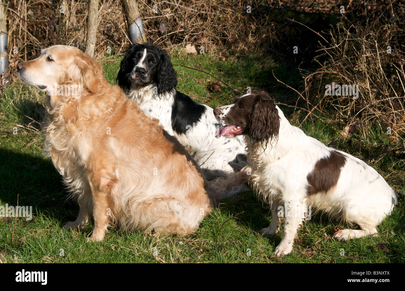 Les chiens d'alerte en attente dans le champ de tir Banque D'Images
