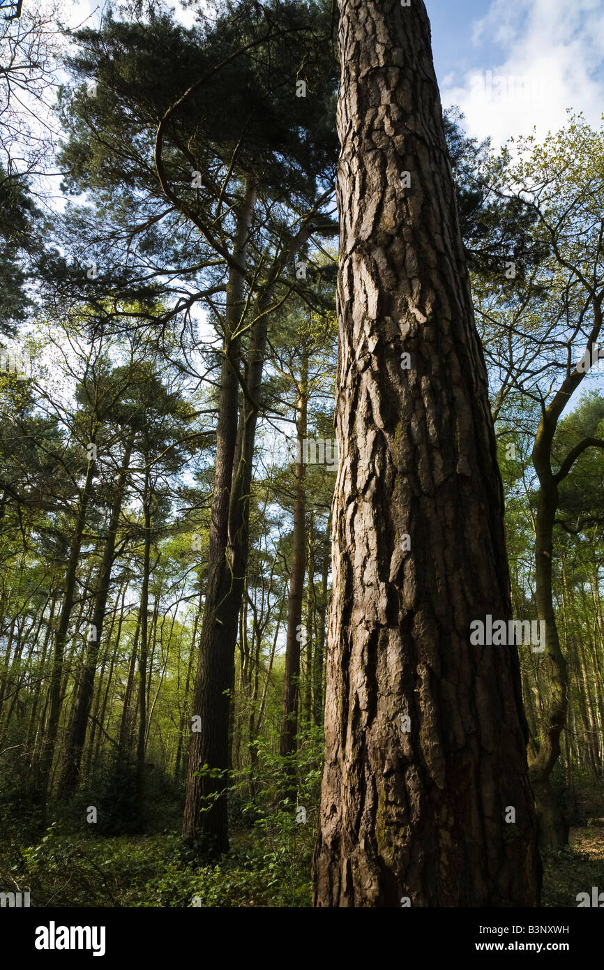 Dans les pinèdes de pin sylvestre (Woodland Trust), Woodhall Spa, Lincolnshire, Angleterre Banque D'Images