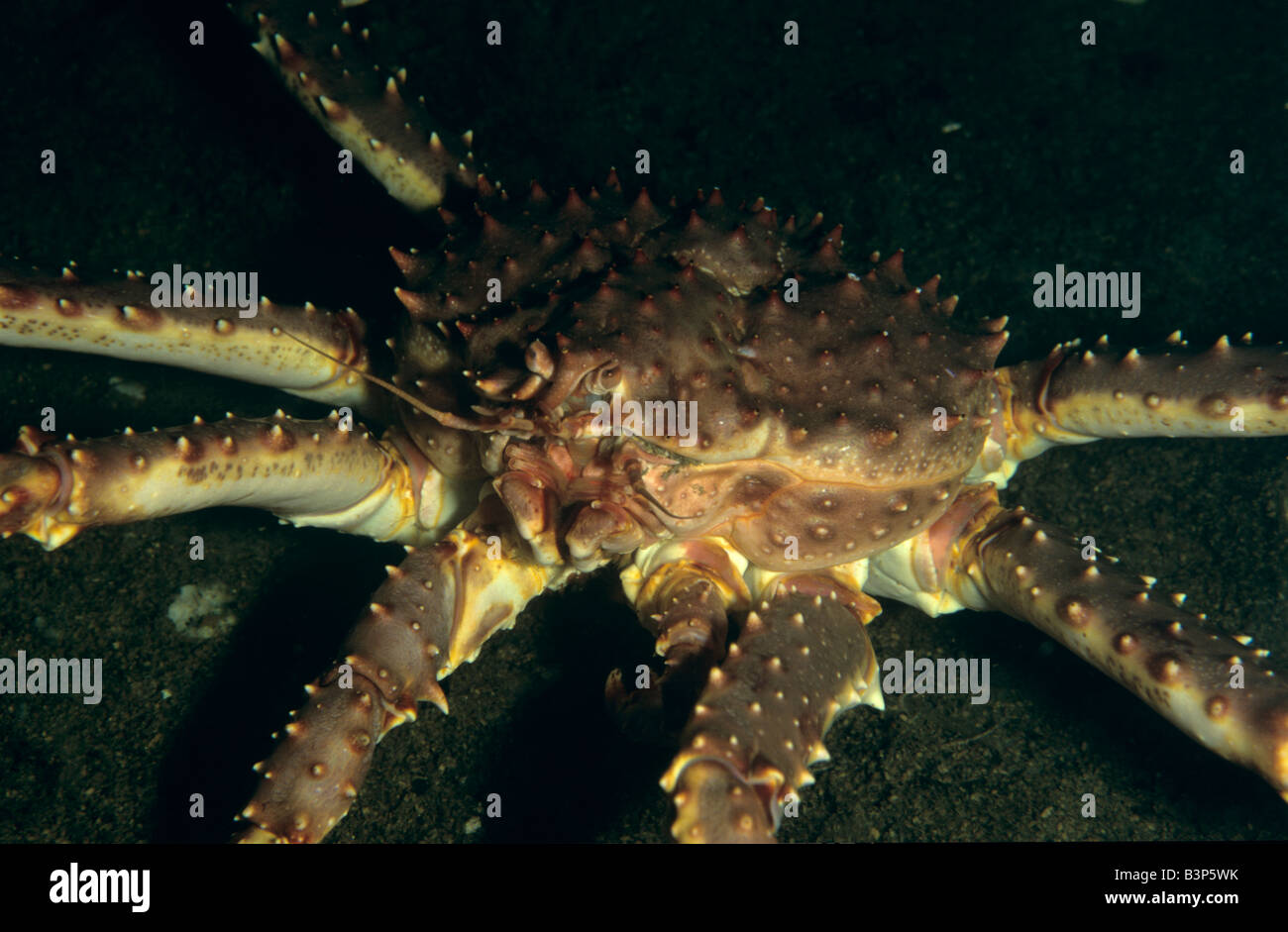 King Crabe (Paralithodes camtschaticus), Norvège Banque D'Images