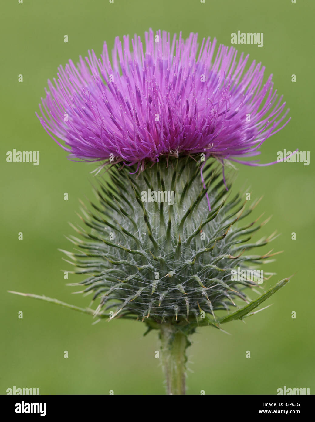 Un chardon de floraison Banque D'Images