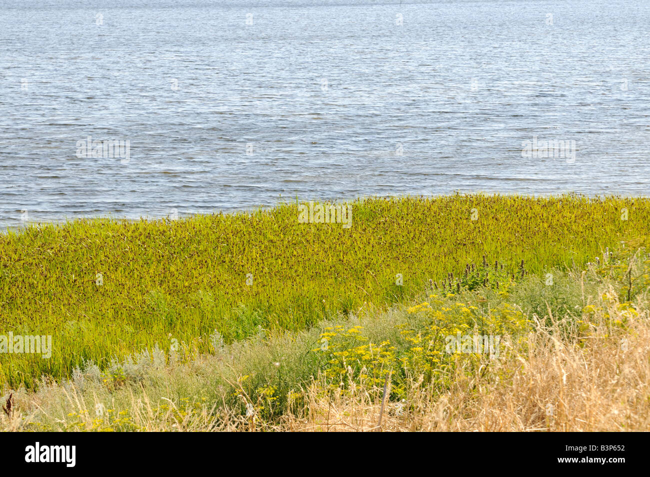 Salzwiese auf der Insel Poel Deutschland marais sur l'île de Poel, Allemagne Banque D'Images