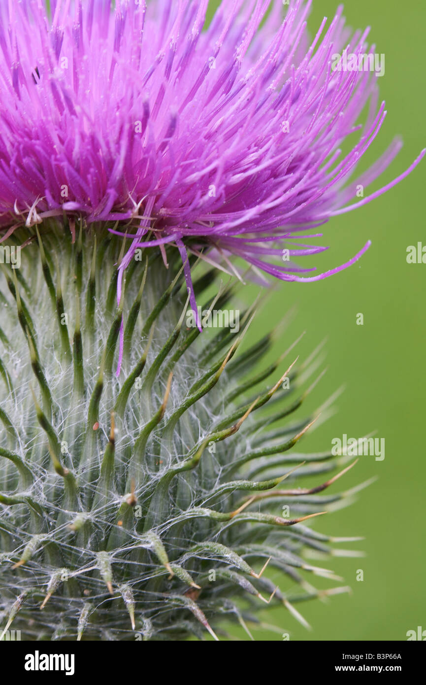 Un chardon de floraison Banque D'Images