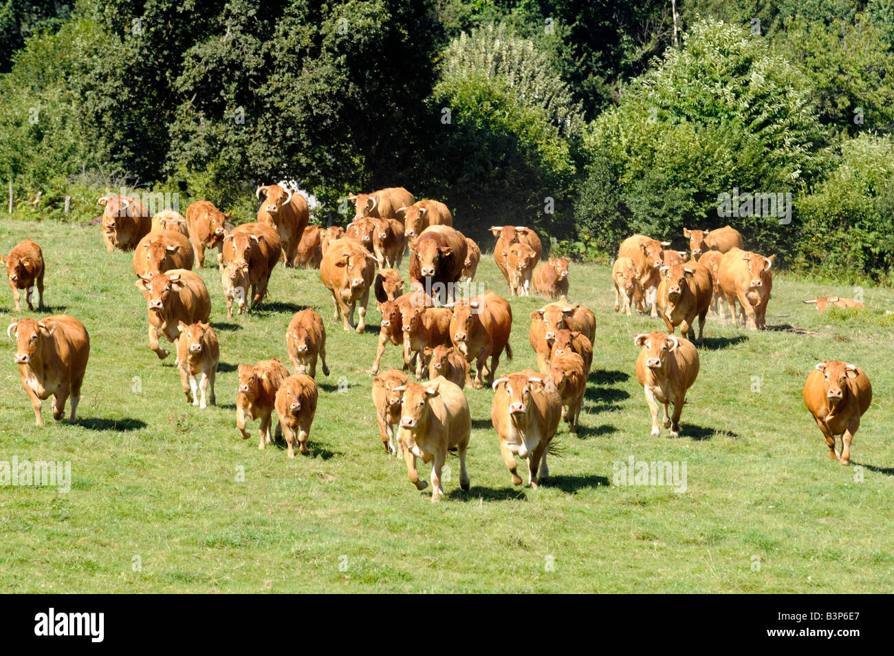 Un troupeau de vaches dans la Corrèze, région du centre de la France célèbre pour la qualité de sa viande de vache. Ces vaches sont connus comme les limousines Banque D'Images