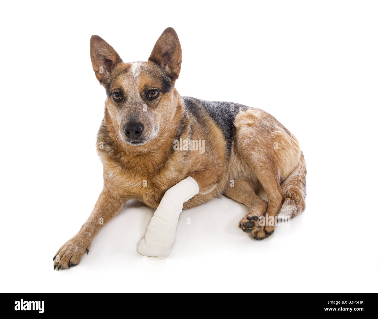 Australian Cattle dog ou rouge à talon avec patte bandée mal isolé sur fond blanc Banque D'Images