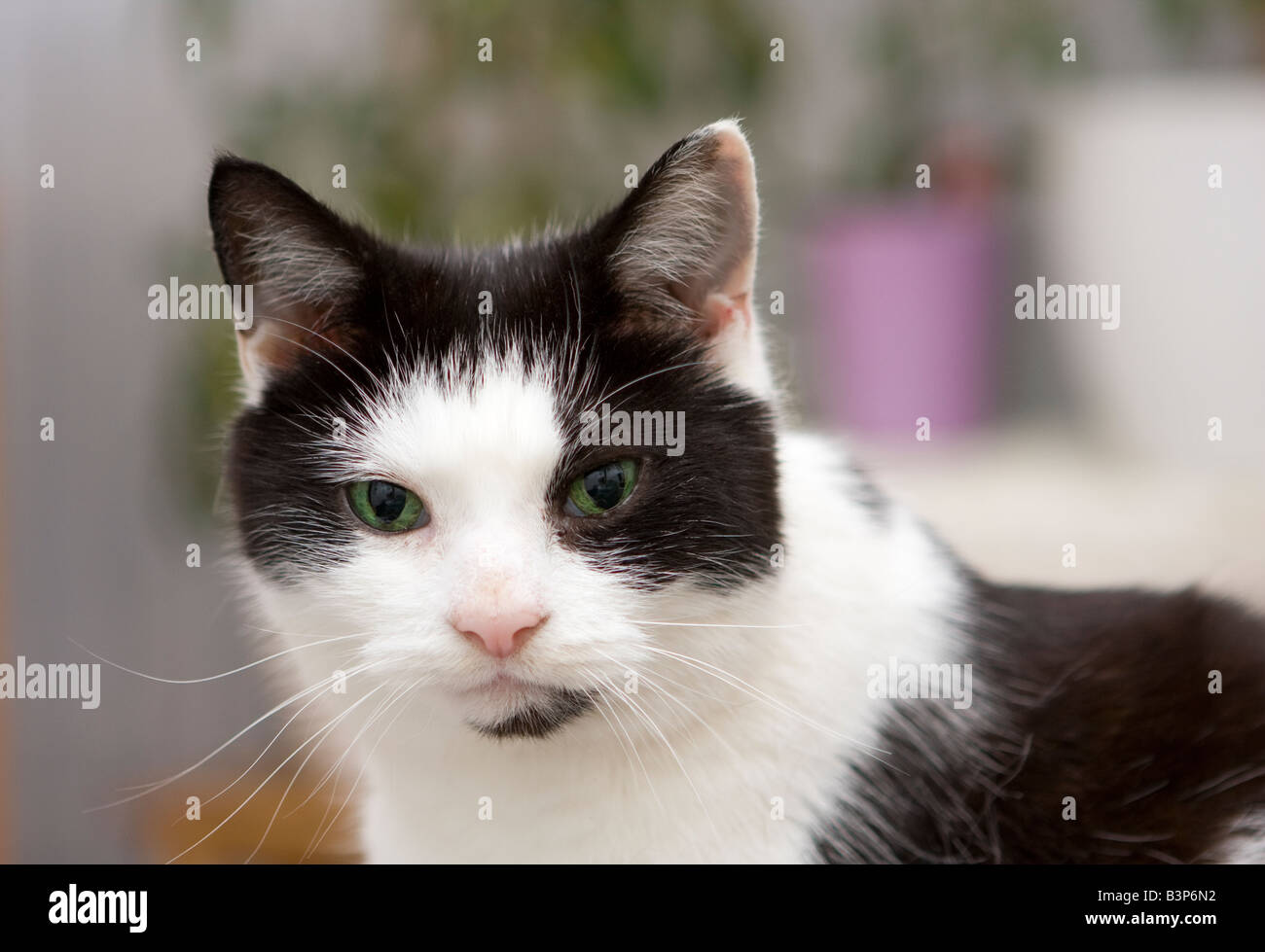 Mignon petit chat noir et blanc (Felis catus) fixant l'appareil photo Banque D'Images