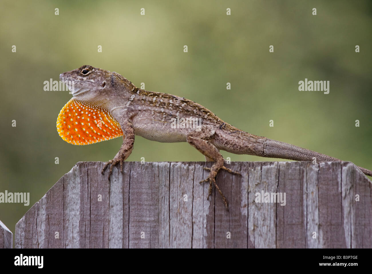 Brown Anole Anole cubain / - Anolis sagrei sagrei homme throatfan / montrant fanon sur jardin clôture, Florida, USA Banque D'Images