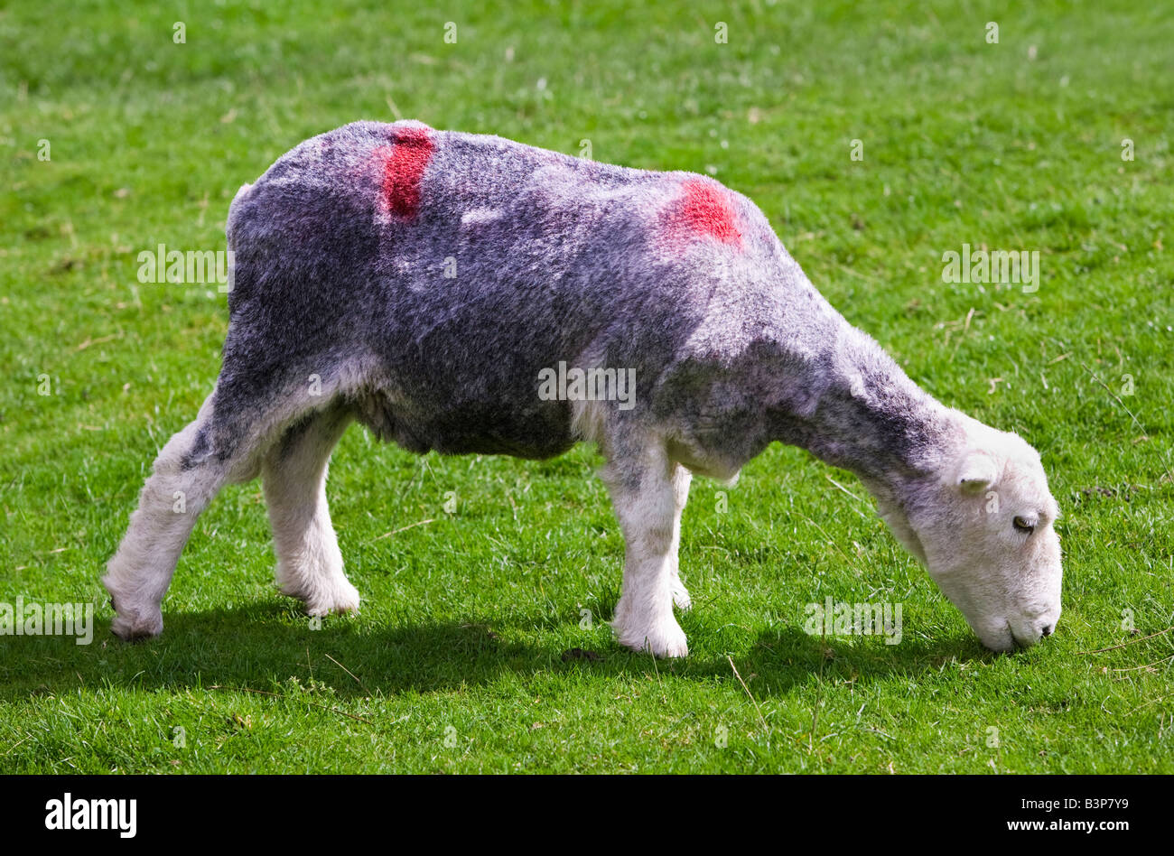 Le pâturage des moutons Herdwick dans le Lake District Cumbria England UK Banque D'Images