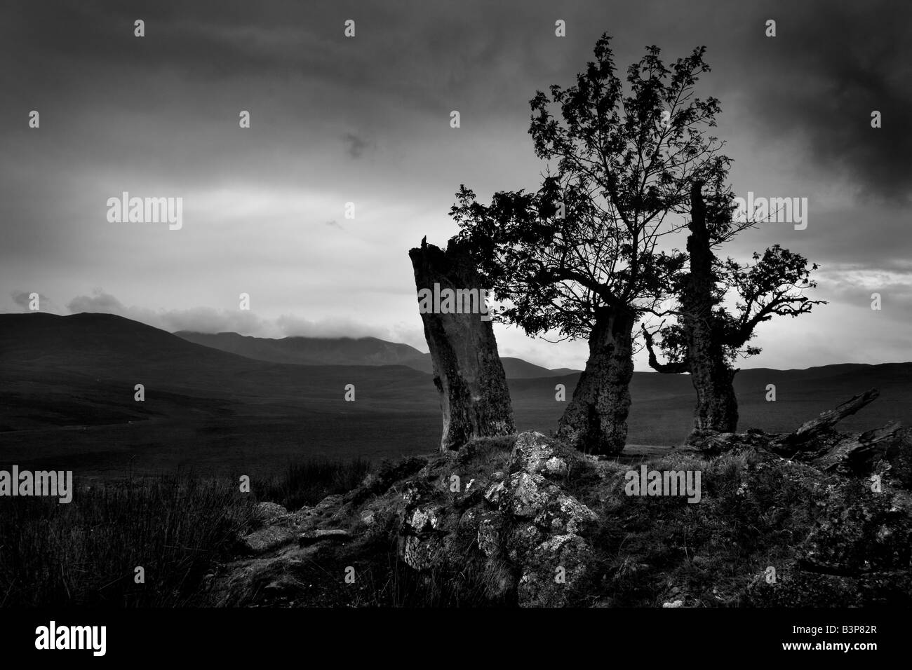 Les arbres tordus par le ciel orageux et donnant sur la montagne de l'écossais dans les Cairngorms Lochnagar, Ecosse, Royaume-Uni Banque D'Images