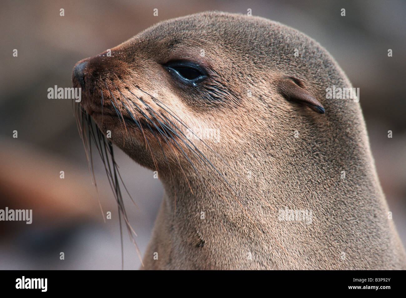 Brown Fur Seal Arctocephalus pusillus Cape Cross adultes Afrique Namibie Banque D'Images