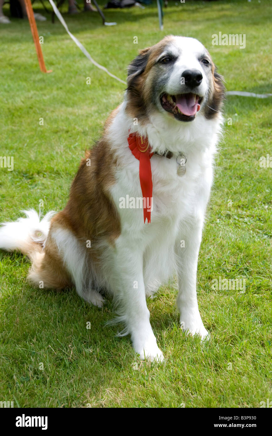 Lauréat à fête du village dog show, Thaxted, Wiltshire Banque D'Images