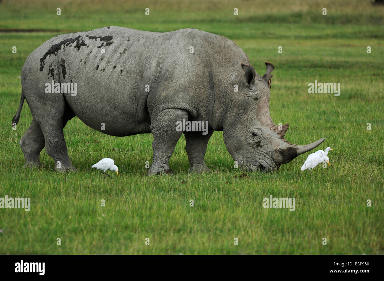 Le rhinocéros noir Diceros bicornis alimentation chez les bovins adultes Egret Bubulcus ibis Le lac Nakuru Kenya Afrique Banque D'Images