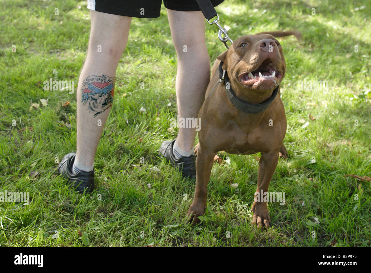 Pondération des pit-bulls avant la compétition au cours de pit-bull Show en Zbroslawice, Pologne . Banque D'Images