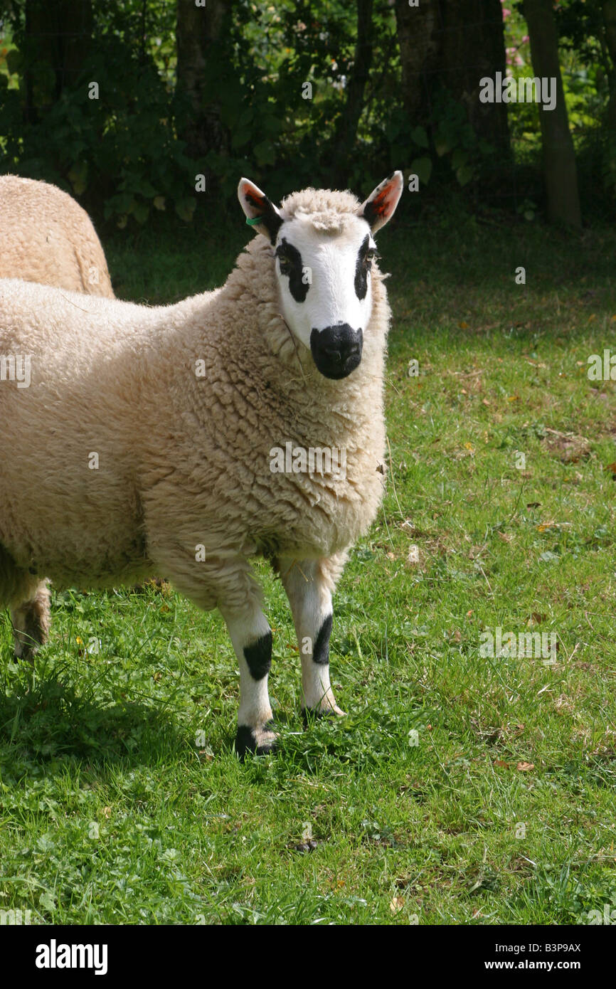 Mouton debout face à Kerry Hill sur terrain.Welsh farm Carmarthenshire.KerryHill 23164 Moutons Banque D'Images