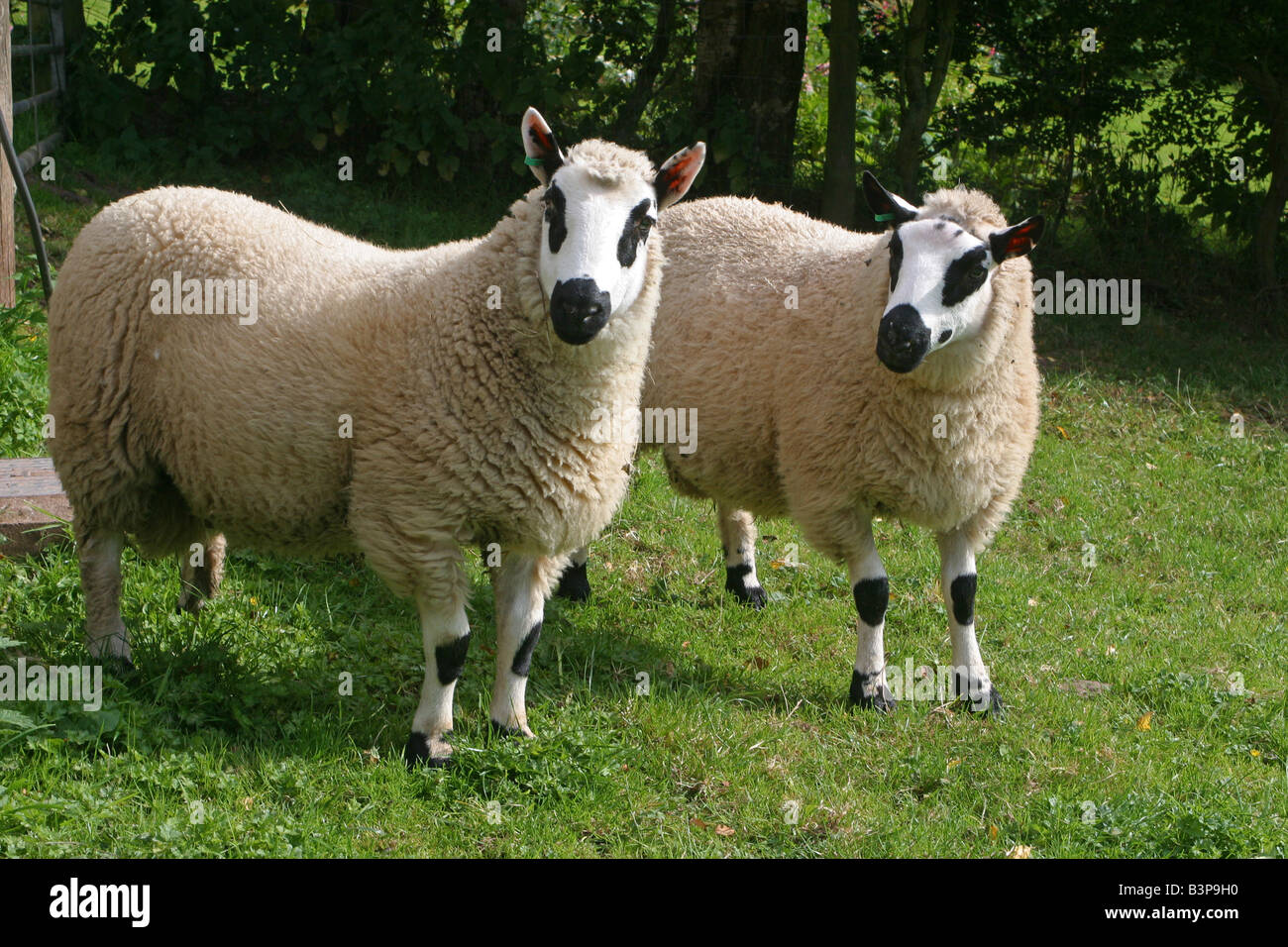 2 Kerry Hill Mouton debout face à sur terrain.Welsh farm Carmarthenshire.KerryHill 23167 Moutons Banque D'Images