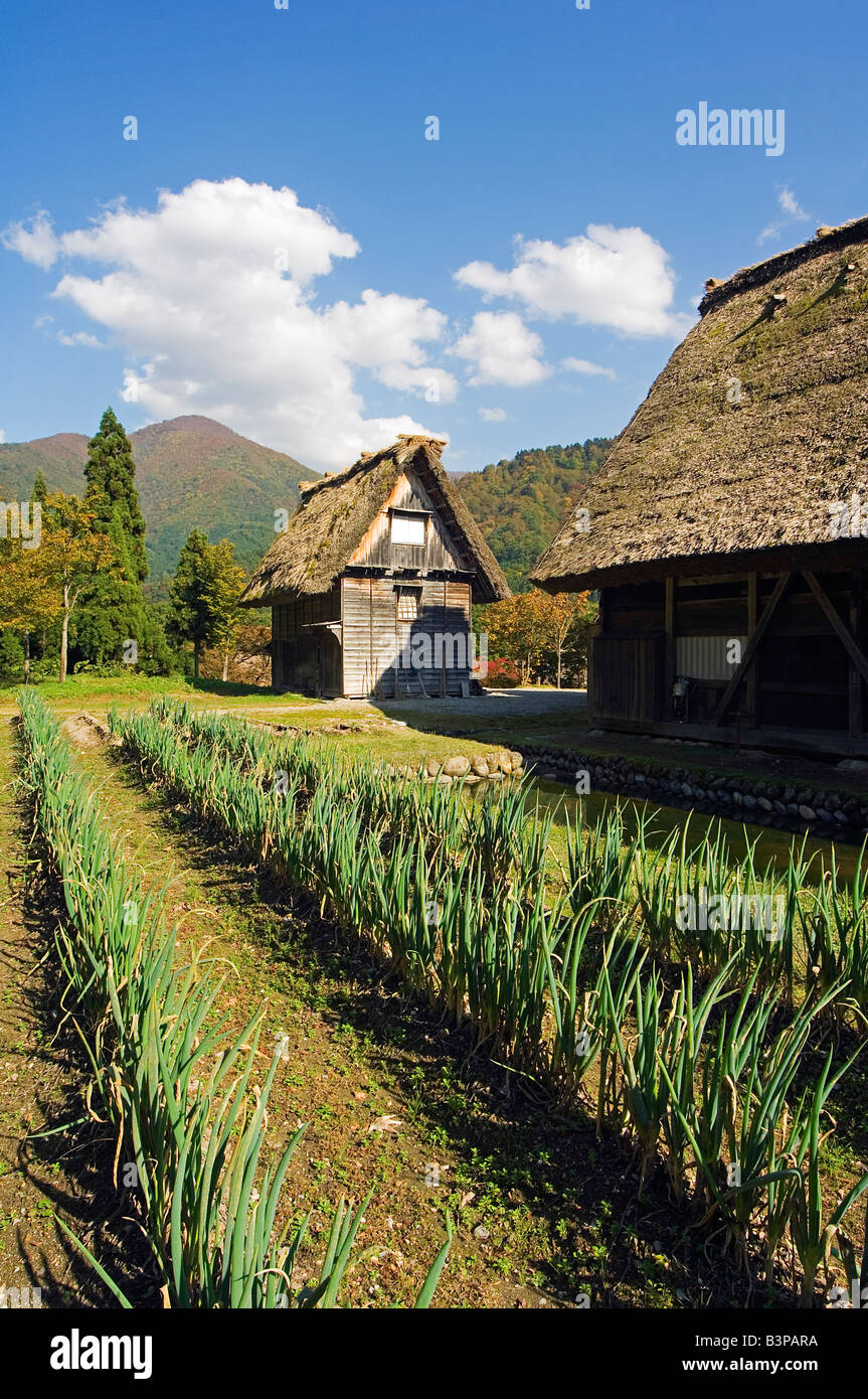 Le Japon, préfecture de Gifu, l'OGI Machi. Shirakawago UNESCO World Heritage Village Gassho zukuri traditionnelles au toit de maison et parcelle de terrain végétale Banque D'Images