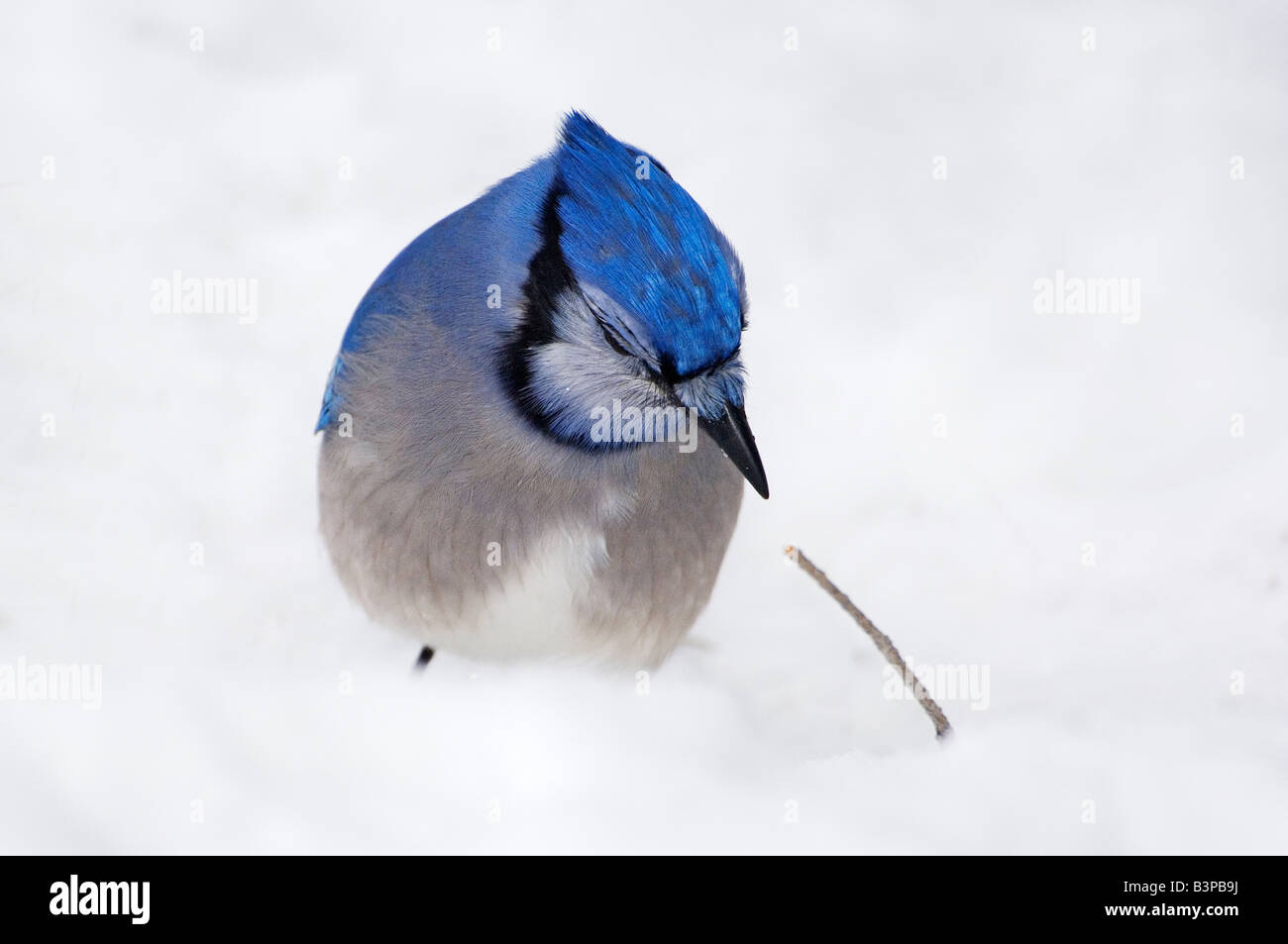 Bluejay dans de la neige profonde Banque D'Images
