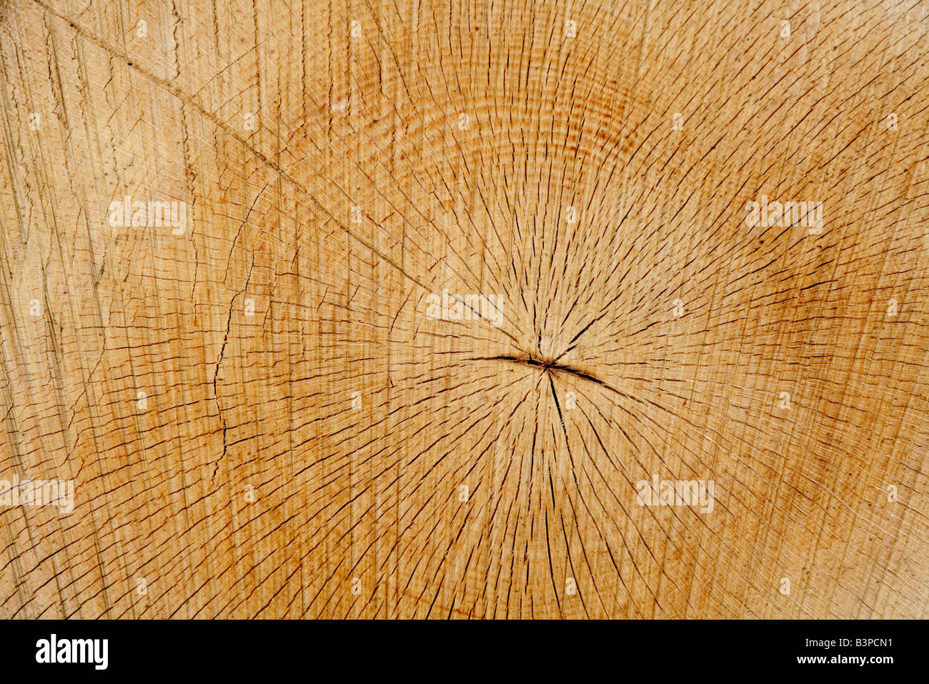 Souche d'arbre, Rouge hêtre (Fagus silvatica),coupe Banque D'Images