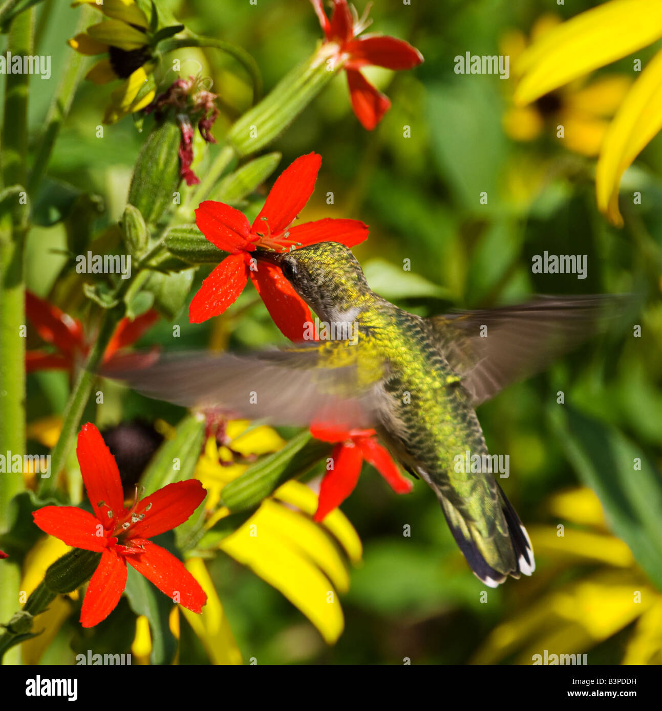 Un colibri à gorge rubis Royal rss de Scouler (Silene regia) plante. Banque D'Images