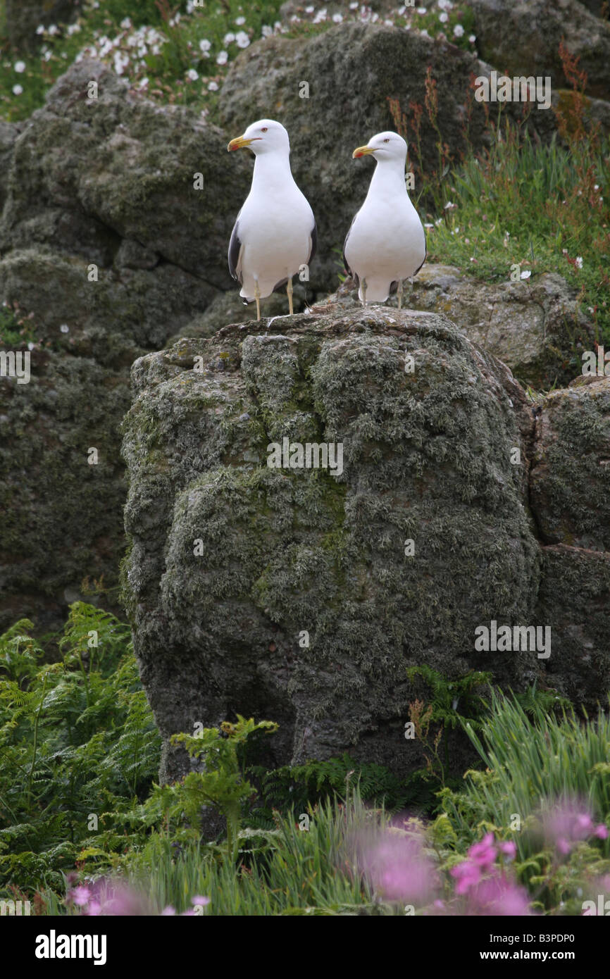 Deux goélands assis sur un rocher sur l'île de Skomer Banque D'Images