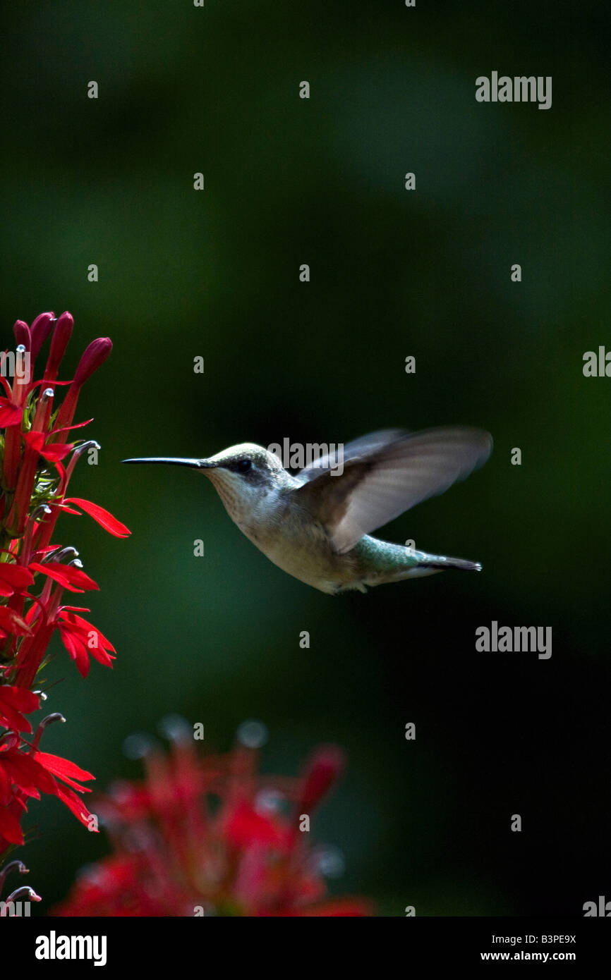 Colibri à gorge rubis planant Banque D'Images