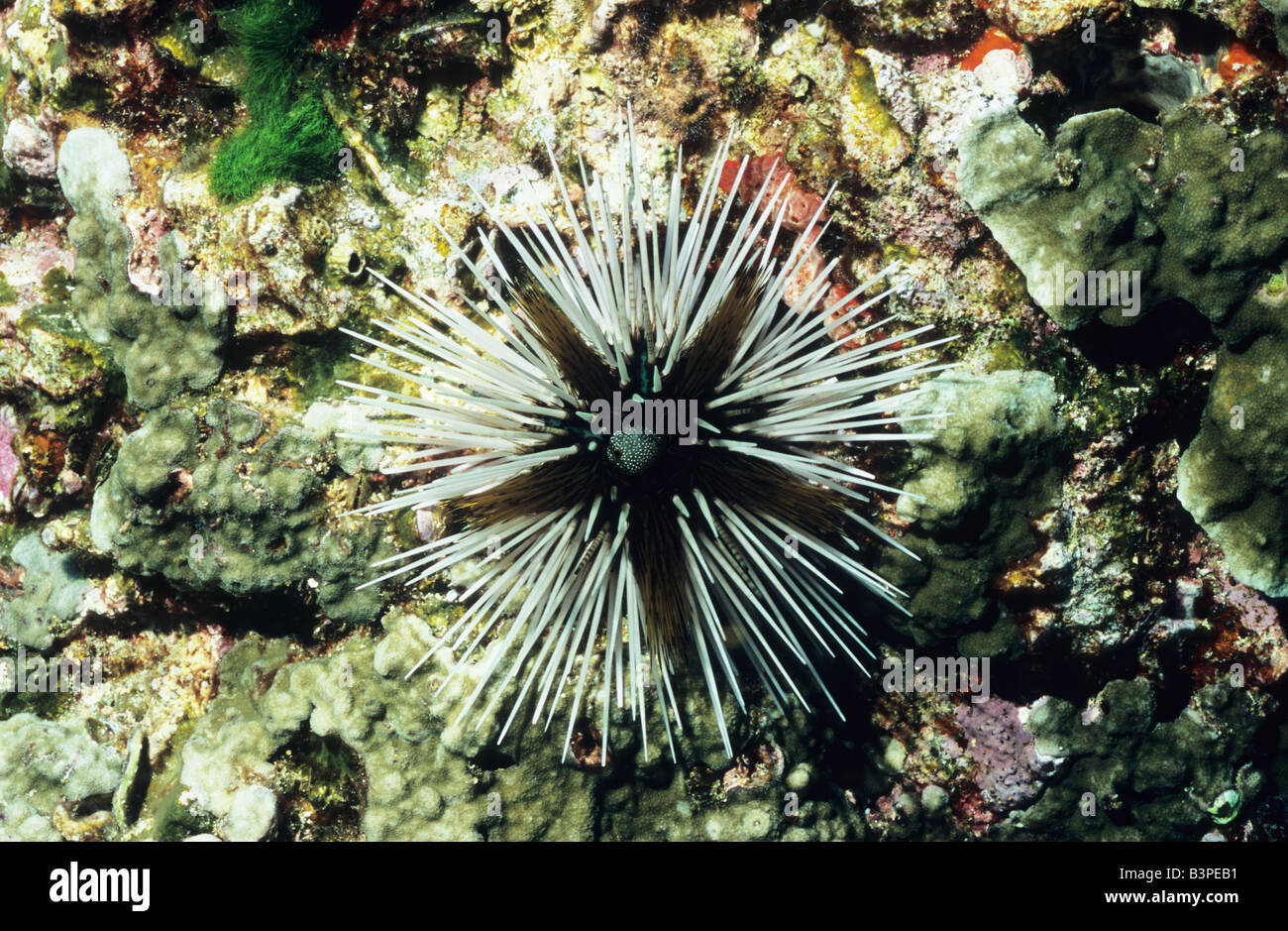 La vie marine sous-marine de la Thaïlande. Banque D'Images