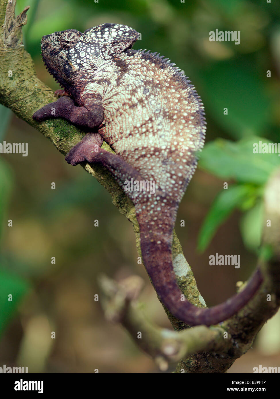 L'Est de Madagascar, Mandraka. Un géant oustaleti sp. caméléon. Madagascar est synonyme de ces magnifiques reptiles du vieux monde. Les deux tiers de toutes les espèces connues sont indigènes de l'île, le quatrième plus grand dans le monde. La capacité d'un caméléon pour changer de couleur et ses yeux pivotant à 180 degrés permet un reptile d'une grande fascination.peuple malgache ne pointez sur un caméléon avec une fusée. Si par inadvertance ils utiliser un doigt tendus, ils doivent souffler sur elle par la suite. Banque D'Images