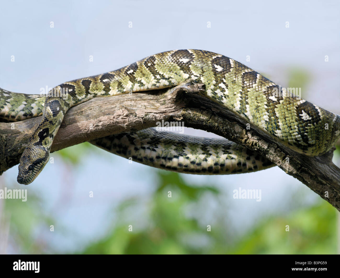 Madagascar, Perinet, Andasibe-Matandia Parc National. Un arbre de Madagascar Sanzinia madagascariensis (BOA) est l'une des trois espèces de boa de Madagascar. Fait intéressant, ils n'existent que sous forme de fossiles dans le continent africain ayant été supplantée par pythons.Il n'y a pas de serpents venimeux à Madagascar. Banque D'Images