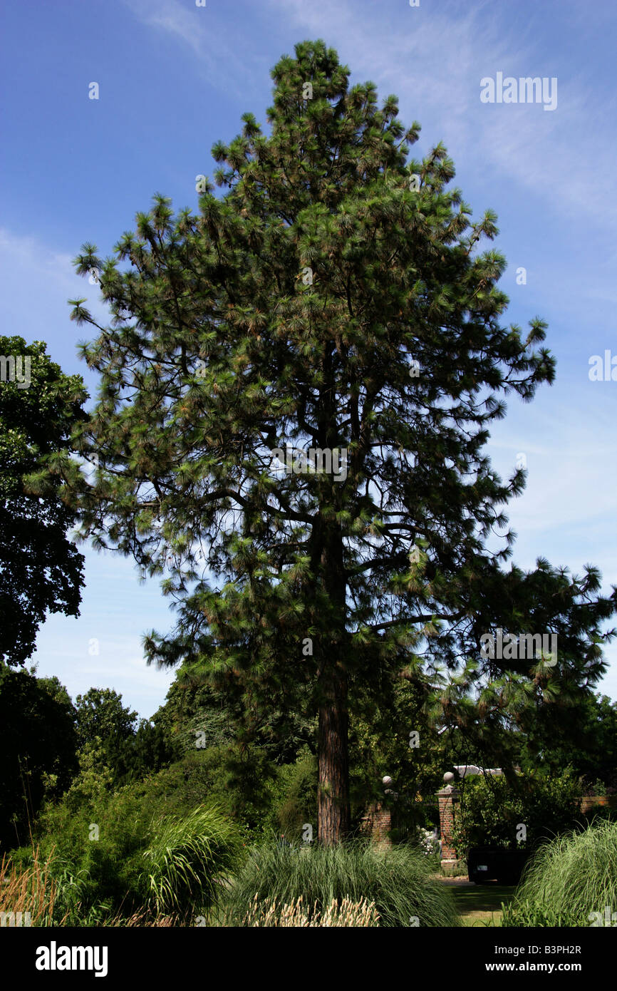 Le pin ponderosa pine Bull aka ou Western Yellow Pine, Pinus ponderosa, dans l'ouest de l'Amérique du Nord Banque D'Images