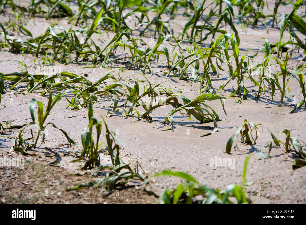 Les jeunes plants de maïs détruit par un orage, l'Allemagne, de l'Europe Banque D'Images