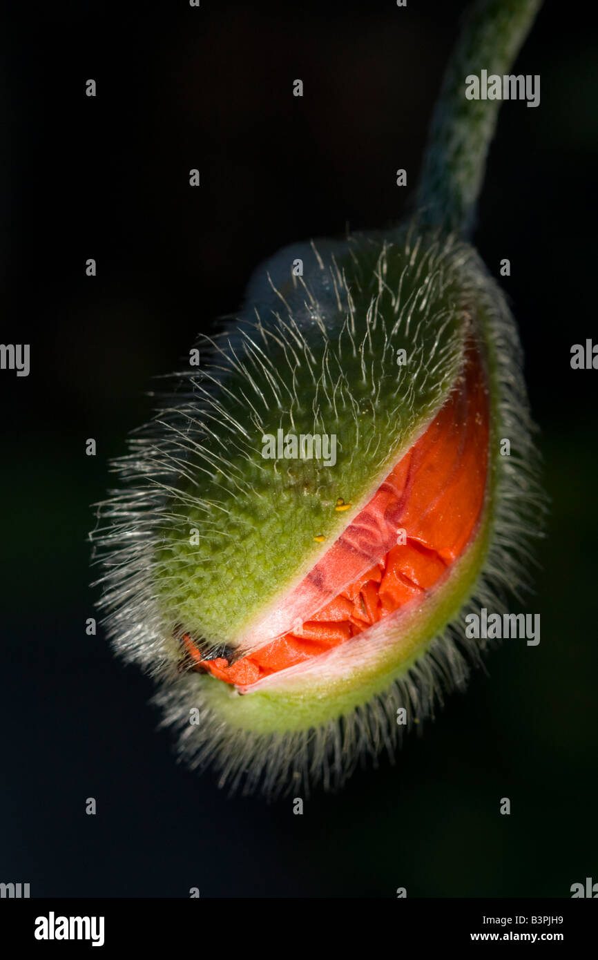 Macro image d'un Oriental Poppy bud. Banque D'Images