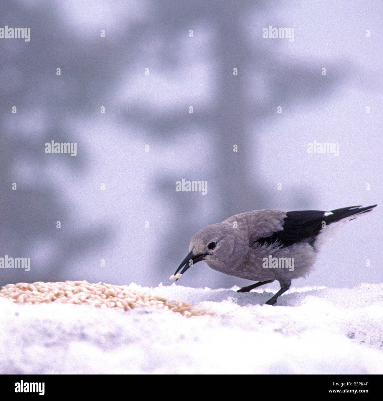 Clark s Casse-noisette Nucifraga columbiana sur neige Crater Lake National Park Utah Banque D'Images