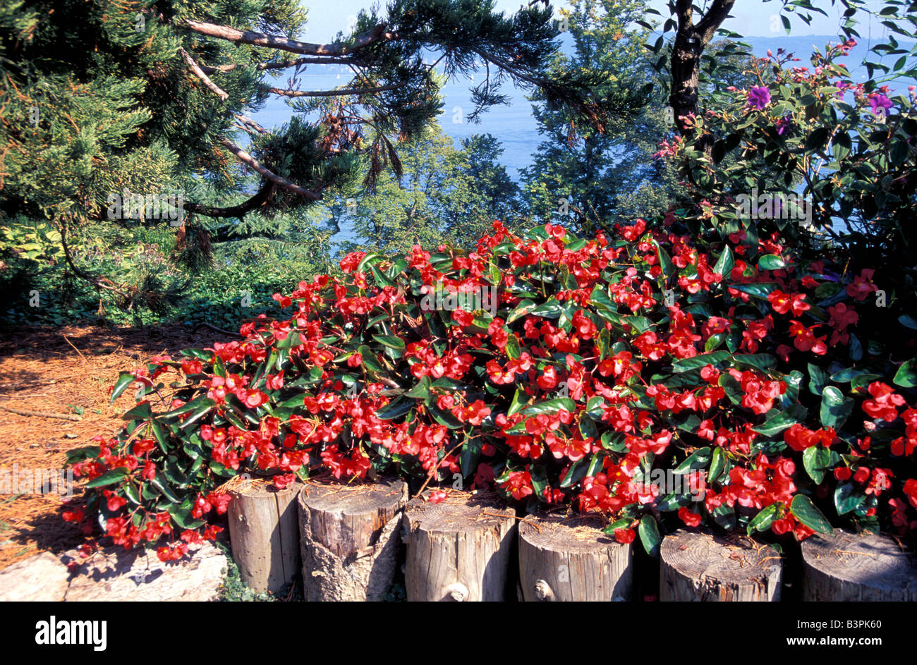 Begonia 'dragon Wing' Banque D'Images